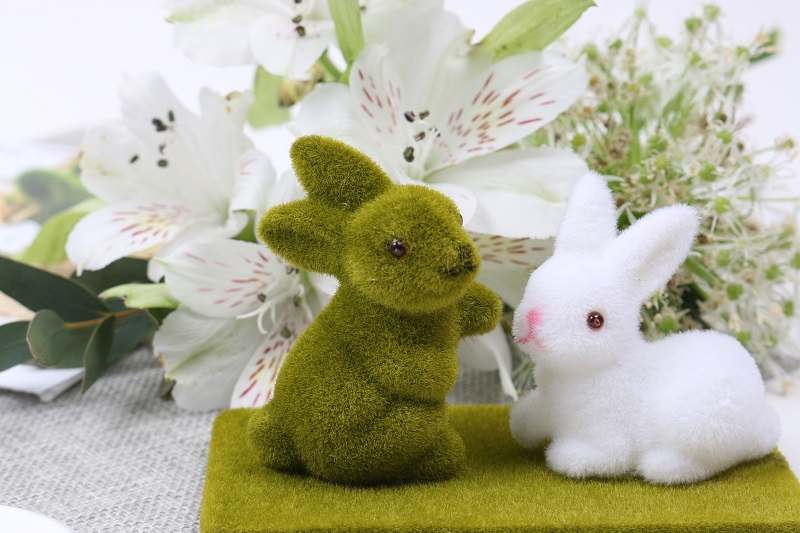 Concours photo lapin